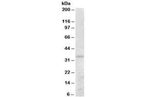Western blot testing of human kidney lysate with PEX26 antibody at 0. (PEX26 anticorps)