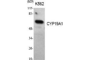 Western Blot analysis of various cells using CYP19A1 Polyclonal Antibody diluted at 1:1000. (Aromatase anticorps  (AA 190-270))