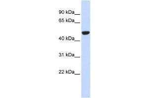 Western Blotting (WB) image for anti-Isocitrate Dehydrogenase 2 (NADP+), Mitochondrial (IDH2) antibody (ABIN2459181) (IDH2 anticorps)