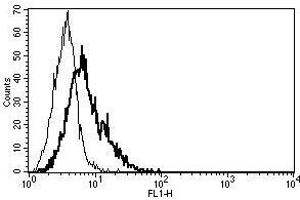 A typical staining pattern with the B-B29 monoclonal antibody of CD40L transfected 3T6 cell line (CD40 Ligand anticorps)