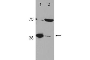 Image no. 1 for anti-Polymerase (DNA Directed), beta (POLB) (C-Term) antibody (ABIN1103699) (POLB anticorps  (C-Term))