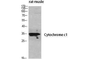 Western Blot analysis of various cells using Cytochrome c1 Polyclonal Antibody diluted at 1:500. (Cytochrome C1 anticorps  (AA 110-190))