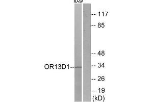 Western Blotting (WB) image for anti-Olfactory Receptor, Family 13, Subfamily D, Member 1 (OR13D1) (C-Term) antibody (ABIN1853189) (OR13D1 anticorps  (C-Term))