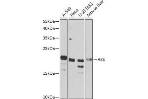 Western blot analysis of extracts of various cell lines, using AES antibody  at 1:1000 dilution. (AES anticorps  (AA 1-264))