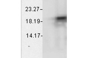 Western Blot analysis of Bovine cell lysates showing detection of Alpha B Crystallin protein using Mouse Anti-Alpha B Crystallin Monoclonal Antibody, Clone 1A7. (CRYAB anticorps  (PerCP))