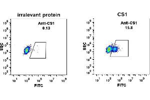 Expi 293 cell line transfected with irrelevant protein  (left) and human CS1  (right) were surface stained with Rabbit anti-CS1monoclonal antibody 1 μg/mL (clone: DM9) followed by Alexa 488-conjugated anti-rabbit IgG secondary antibody. (Catalase anticorps  (AA 23-226))