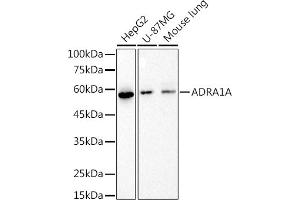 Western blot analysis of extracts of various cell lines, using (ABIN7265506) at 1:1000 dilution. (alpha 1 Adrenergic Receptor anticorps)