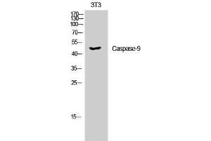 Western Blotting (WB) image for anti-Caspase 9, Apoptosis-Related Cysteine Peptidase (CASP9) (Ser20) antibody (ABIN3183673) (Caspase 9 anticorps  (Ser20))