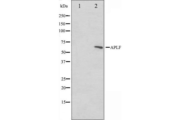 APLF anticorps  (Internal Region)