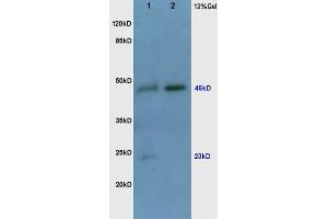 SDS-PAGE (SDS) image for anti-Vascular Endothelial Growth Factor (VEGF) (AA 27-120) antibody (ABIN727205)