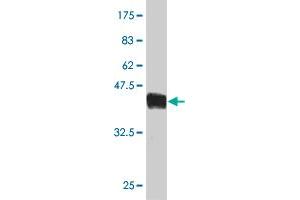 Western Blotting (WB) image for anti-Mitochondrial Import Receptor Subunit TOM20 homolog (TOMM20) (AA 1-145) antibody (ABIN564225)