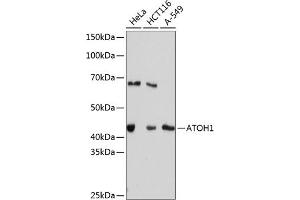 Western blot analysis of extracts of various cell lines, using  Rabbit mAb (ABIN7265714) at 1:1000 dilution. (ATOH1 anticorps)