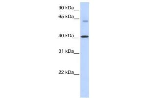 Western Blotting (WB) image for anti-Transmembrane Protein 195 (TMEM195) antibody (ABIN2458851) (TMEM195 anticorps)