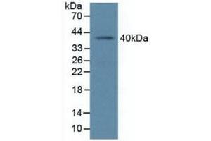 Detection of PCGF4 in Human K562 Cells using Polyclonal Antibody to Polycomb Group Ring Finger Protein 4 (PCGF4) (BMI1 anticorps  (AA 152-289))