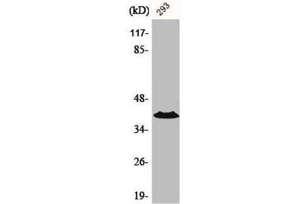 CCRL1 anticorps  (N-Term)