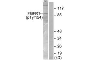Western blot analysis of extracts from 293 cells, using FGFR1 (Phospho-Tyr154) Antibody. (FGFR1 anticorps  (pTyr154))