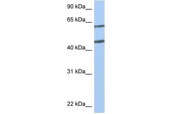 Netrin 4 anticorps  (N-Term)