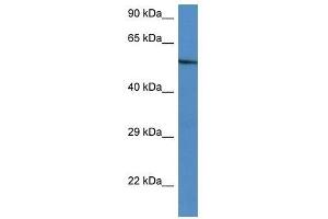 Western Blot showing Zbtb43 antibody used at a concentration of 1. (ZBTB43 anticorps  (C-Term))