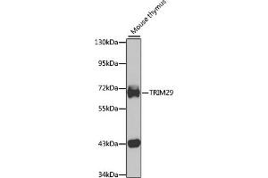 Western blot analysis of extracts of mouse thymus, using TRIM29 antibody (ABIN6132217, ABIN6149518, ABIN6149519 and ABIN6223412) at 1:1000 dilution. (TRIM29 anticorps  (AA 309-588))