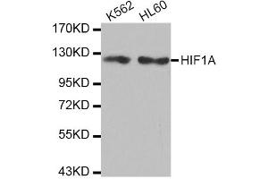 Western blot analysis of extracts of various cell lines, using HIF1A antibody (ABIN2968869). (HIF1A anticorps)