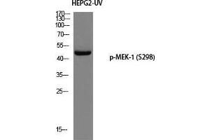 Western Blot (WB) analysis of HepG2-UV using p-MEK-1 (S298) antibody. (MEK1 anticorps  (pSer298))