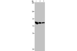 Western Blotting (WB) image for anti-Junction Plakoglobin (JUP) antibody (ABIN2423687) (JUP anticorps)