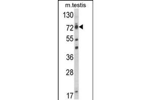 Western blot analysis of ELL Antibody in mouse testis tissue lysates (35ug/lane) (ELL anticorps  (C-Term))