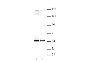 MAF antibody (pAb) tested by Western blot. (MAF anticorps  (C-Term))