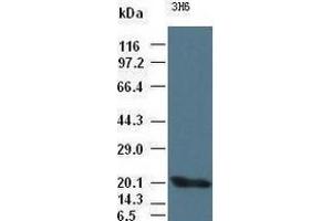 Western Blotting (WB) image for anti-Interleukin 6 (IL6) (AA 29-212) antibody (ABIN1491342) (IL-6 anticorps  (AA 29-212))