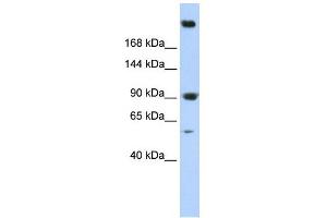 SPTAN1 antibody used at 1 ug/ml to detect target protein. (SPTAN1 anticorps)