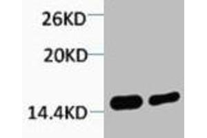 Western blot analysis of 1) Hela, 2) 3T3, diluted at 1:2000. (HIST1H4A anticorps  (2meLys79))