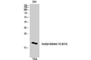 Western Blotting (WB) image for anti-Histone 3 (H3) (H3K14ac) antibody (ABIN3181866) (Histone 3 anticorps  (H3K14ac))