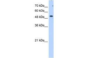 SULF2 antibody used at 1. (SULF2 anticorps  (C-Term))