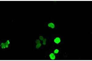 Anti-SOX17 mouse monoclonal antibody (ABIN2452255) immunofluorescent staining of COS7 cells transiently transfected by pCMV6-ENTRY SOX17 (RC220888). (SOX17 anticorps  (AA 177-414))