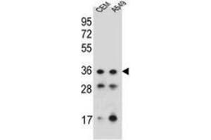 Western blot analysis in CEM, A549 cell line lysates (35ug/lane) using NKX1-1  Antibody . (NKX1-1 anticorps  (Middle Region))