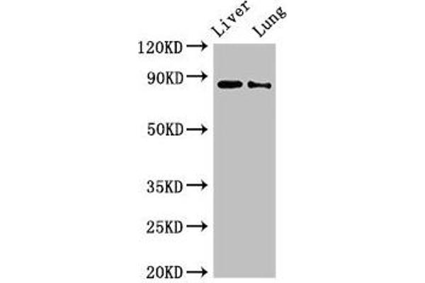 DENND1C anticorps  (AA 601-801)