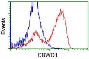 Flow Cytometry (FACS) image for anti-COBW Domain Containing 1 (CBWD1) antibody (ABIN1497114) (CBWD1 anticorps)