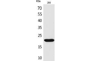 Western Blot analysis of 293 cells using CMTM6 Polyclonal Antibody. (CMTM6 anticorps  (C-Term))