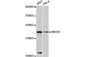 Western blot analysis of extracts of various cell lines, using ABCB1 antibody (ABIN5997167) at 1:3000 dilution. (ABCB1 anticorps)