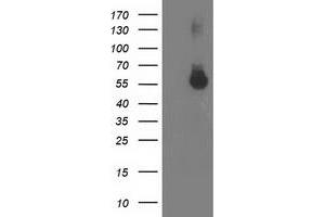 Western Blotting (WB) image for anti-Integrin alpha FG-GAP Repeat Containing 2 (ITFG2) antibody (ABIN1498915) (ITFG2 anticorps)
