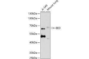 Western blot analysis of extracts of various cell lines, using EED antibody  at 1:1000 dilution. (EED anticorps  (AA 1-100))