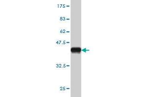 Western Blot detection against Immunogen (36. (BARHL1 anticorps  (AA 55-154))