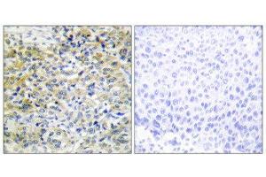 Immunohistochemistry (IHC) image for anti-Sedoheptulokinase (SHPK) (N-Term) antibody (ABIN1850060) (SHPK anticorps  (N-Term))