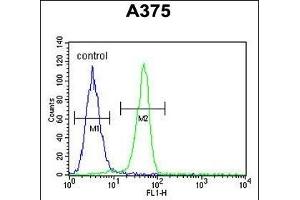 BGN Antibody (Center) (ABIN390701 and ABIN2840987) flow cytometric analysis of  cells (right histogram) compared to a negative control cell (left histogram). (Biglycan anticorps  (AA 148-176))