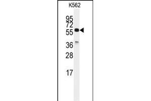 Western blot analysis of anti-CDC25C Antibody (C-term) (ABIN392339 and ABIN2841980) in K562 cell line lysates (35 μg/lane). (CDC25C anticorps  (C-Term))