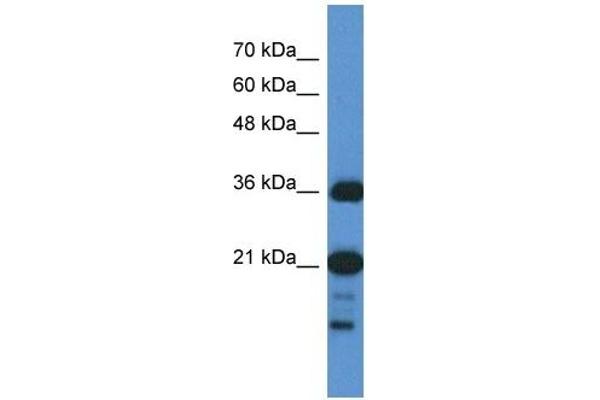 C1orf144 anticorps  (N-Term)