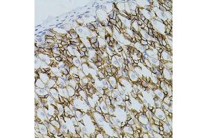 Immunohistochemistry of paraffin-embedded mouse stomach using CLDN3 antibody (ABIN5971516) (40x lens). (Claudin 3 anticorps)
