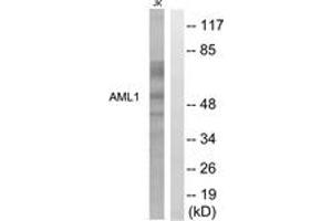 Western blot analysis of extracts from Jurkat cells, using AML1 (Ab-276) Antibody. (RUNX1 anticorps  (AA 242-291))