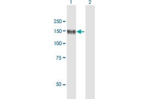 Western Blot analysis of LNPEP expression in transfected 293T cell line by LNPEP MaxPab polyclonal antibody. (LNPEP anticorps  (AA 1-1025))
