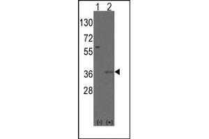 Image no. 1 for anti-Msh Momeobox 2 (Msx2) (N-Term) antibody (ABIN357835) (Msx2/Hox8 anticorps  (N-Term))